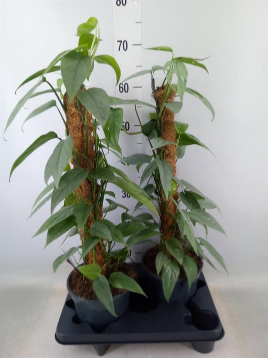 <h4>Epipremnum pinn. 'Cebu Blue'</h4>