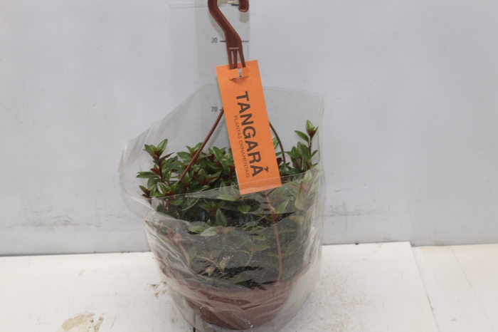 <h4>COLUMNEA PEIXINHO C21</h4>