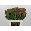 Protea Brenda