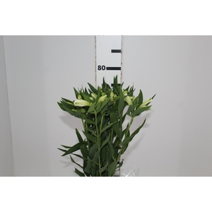 ALSTROEMERIA AKEMI 080 CM