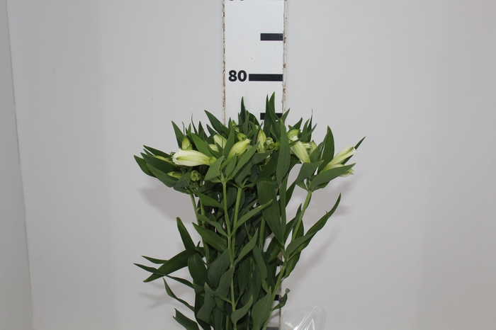 <h4>ALSTROEMERIA AKEMI 080 CM</h4>