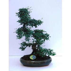 Carmona macrophylla, 43cm., shape, without drip tray