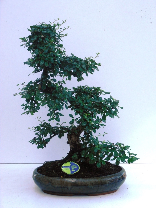 <h4>Carmona macrophylla, 43cm., shape, without drip tray</h4>