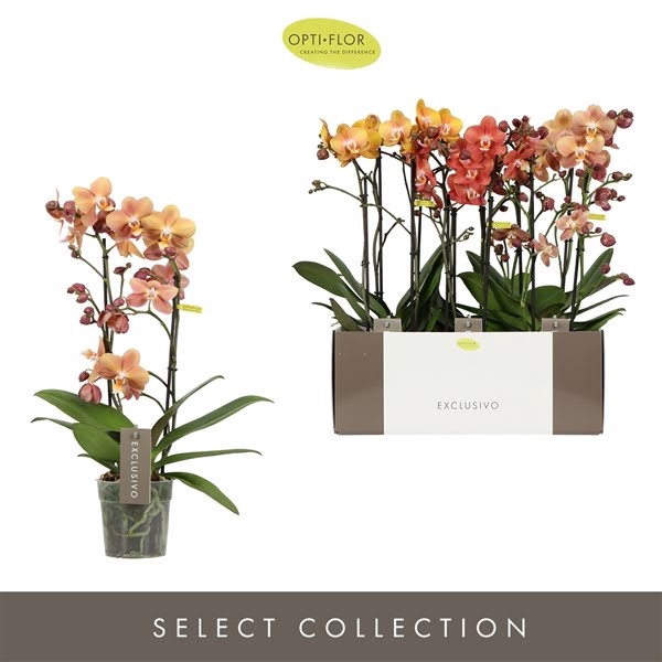 <h4>Phal 2-tak Gold Colours Mix</h4>