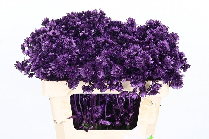 <h4>Astrantia Kl Bh Metallic Violet</h4>