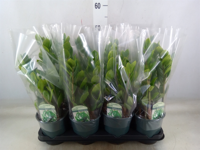 <h4>Zamioculcas zamiifolia</h4>