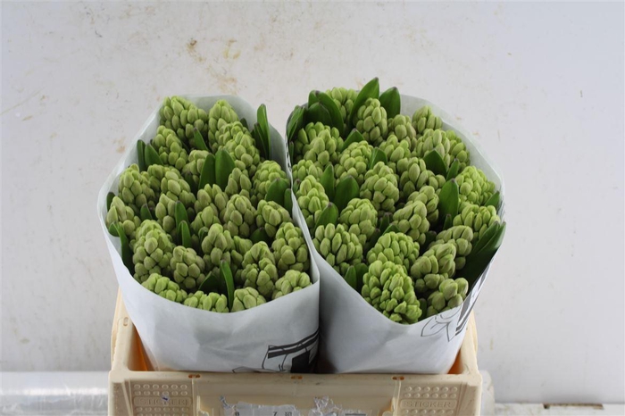 <h4>Hyac China Pink</h4>