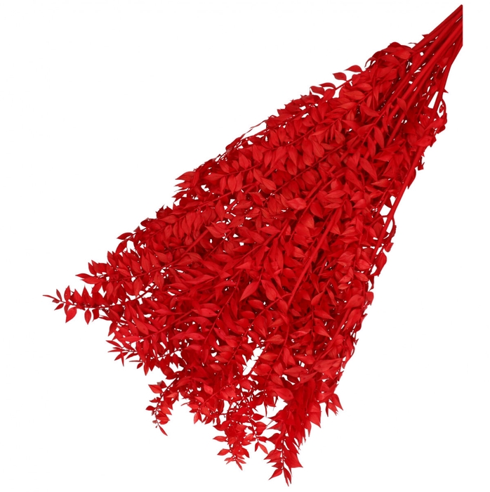 Droogbloem Ruscus 65cm 110g