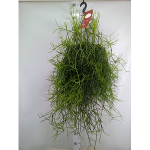 Rhipsalis heteroclada