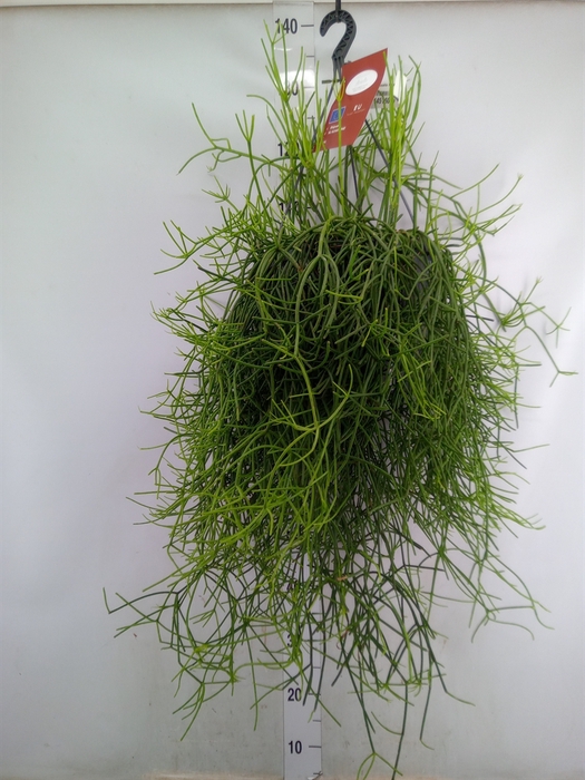 <h4>Rhipsalis heteroclada</h4>