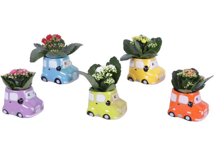 <h4>Thank you Teacher Arr. Indoor Ceramic Pot Car Ø09cm 1PP</h4>