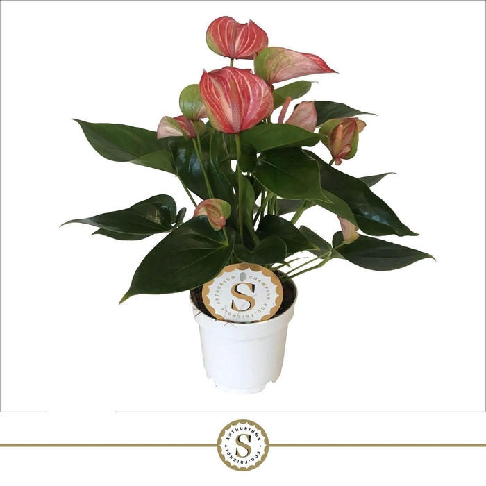 <h4>Anthurium Andr. Livium Red</h4>