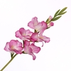 Gladiolus Spray White Fuchsia FL440353WHF