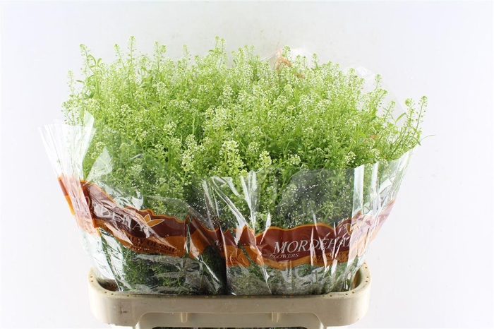 <h4>Thlaspi Green Bell 50 Gram</h4>