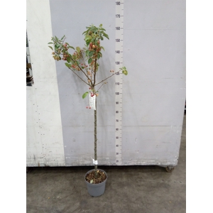 Malus  'Evereste'