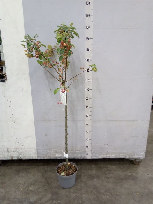<h4>Malus  'Evereste'</h4>