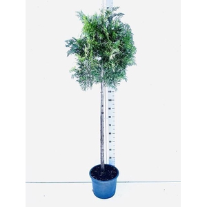 THUJA P AUREA