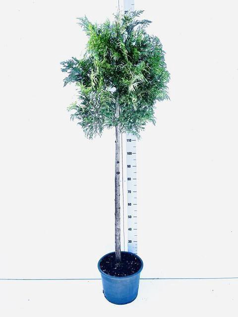 <h4>THUJA P AUREA</h4>
