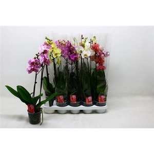 Phal Gem 7 Kl 2 Branches 16+