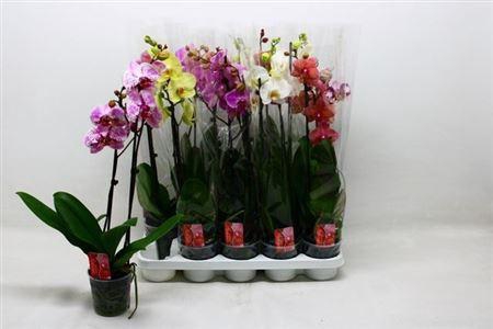 <h4>Phal Gem 7 Kl 2 Branches 16+</h4>