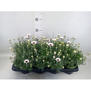 Rhodanthemum  'Casablanca'