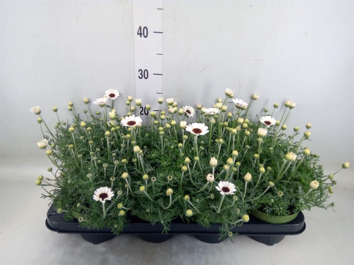 <h4>Rhodanthemum  'Casablanca'</h4>