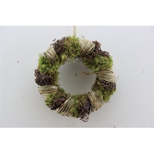 Wr Easter Birch Hooi Moss 30cm