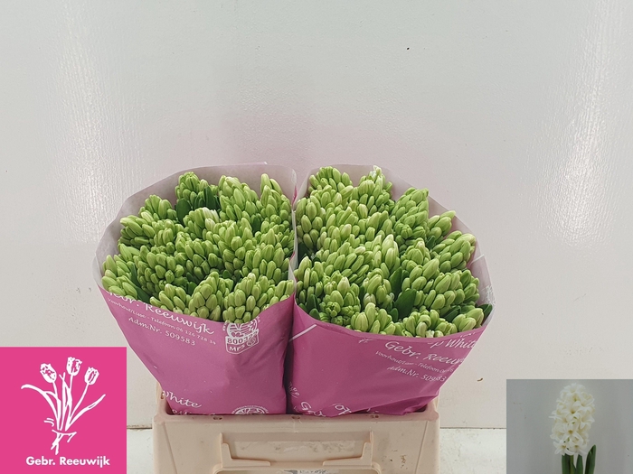 <h4>HYAC TOP WHITE</h4>