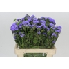 Ageratum Blue Planet