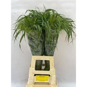 Panicum Fountain