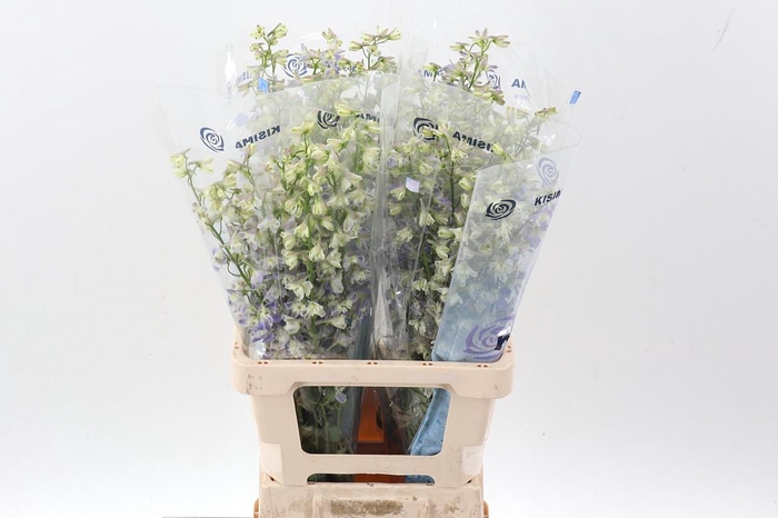 <h4>Delph En Trick</h4>