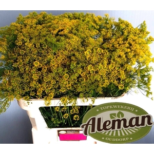 Anethum Graveolens Teunis Aleman