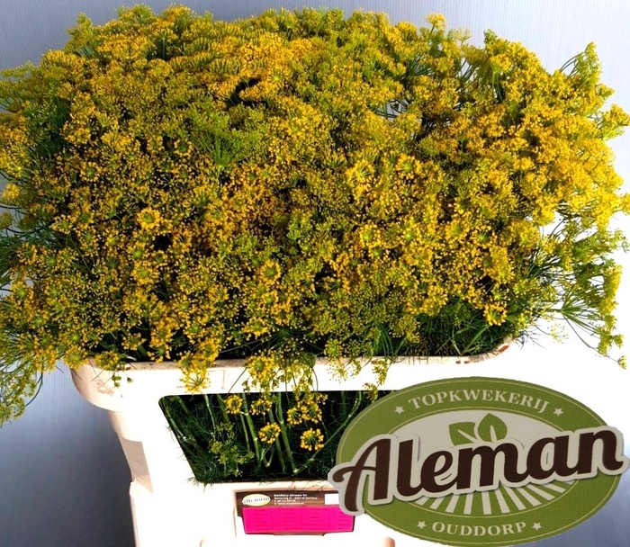 <h4>Anethum Graveolens Teunis Aleman</h4>