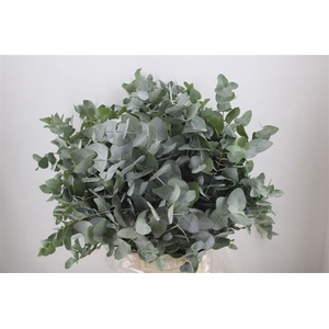 Euca Cinerea 300gr P Bunch