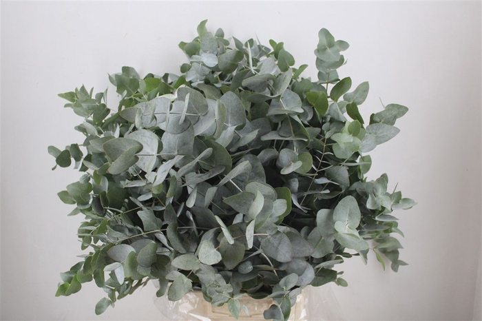 <h4>Euca Cinerea 300gr P Bunch</h4>