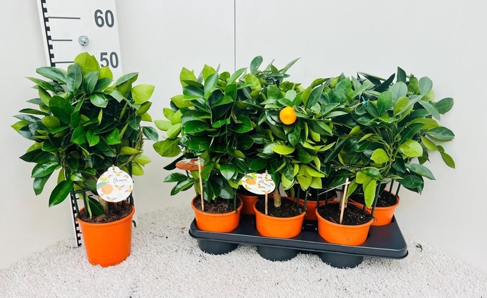 <h4>CITR MICROCARPA</h4>