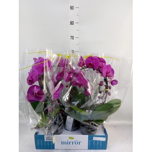 Phalaenopsis   ...lilac