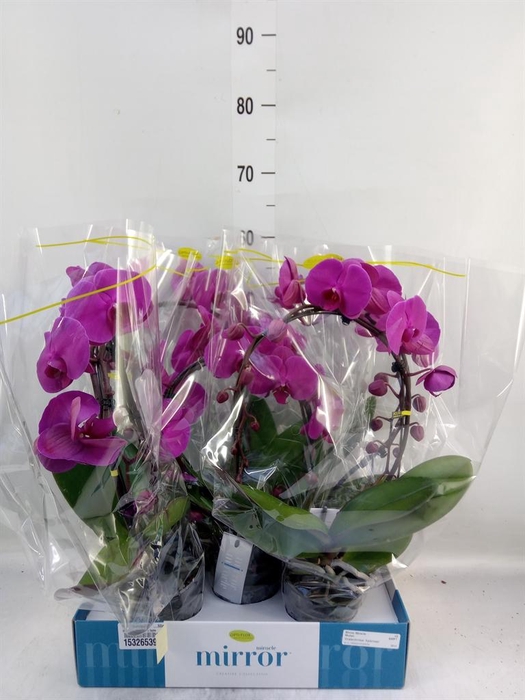 <h4>Phalaenopsis   ...lilac</h4>