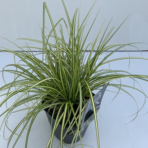 Carex 'Eversheen'