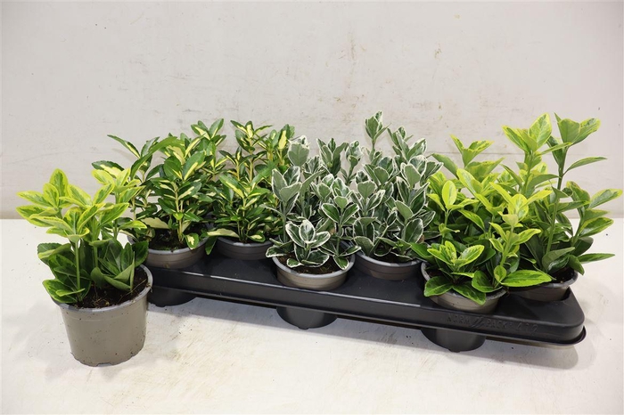 <h4>Euonymus Jap Gem</h4>