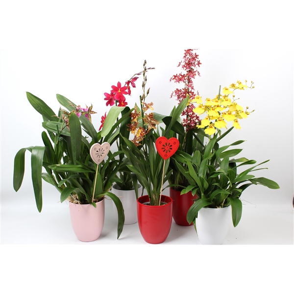 <h4>Moederdag mix 1 tak met rood, roze en wit keramiek en een hartjes steker</h4>