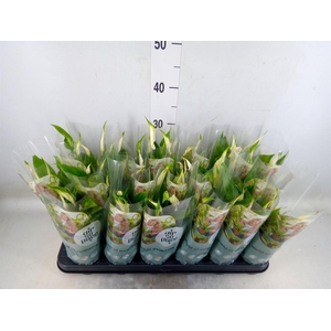 Spathiphyllum  'Chopin'