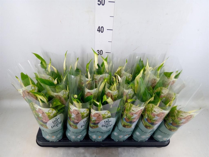 <h4>Spathiphyllum 'Chopin'</h4>