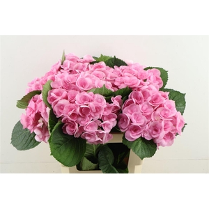 Hydr M Beau Papil Rz 60-18