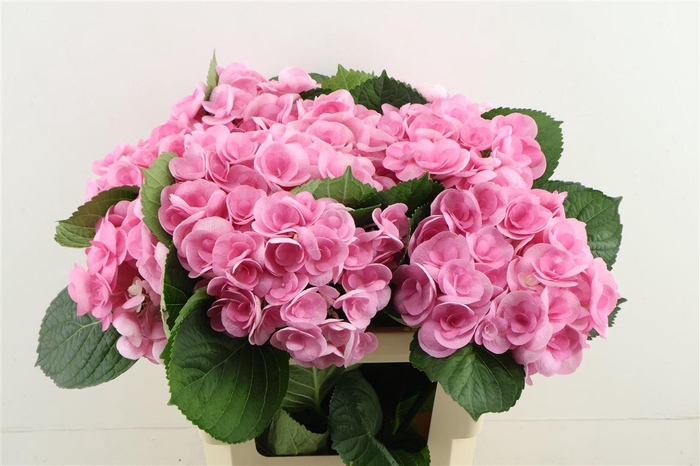 <h4>Hydr M Beau Papil Rz 60-18</h4>