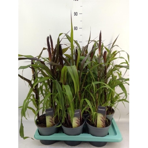 Pennisetum glauc. 'Purple Baron'