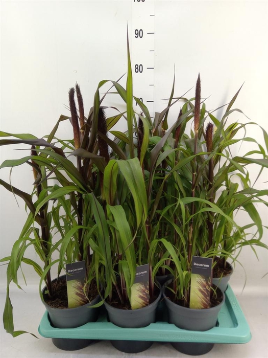 <h4>Pennisetum glauc. 'Purple Baron'</h4>