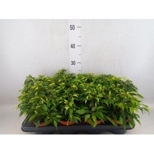 Ficus benja. 'Green Kinky'