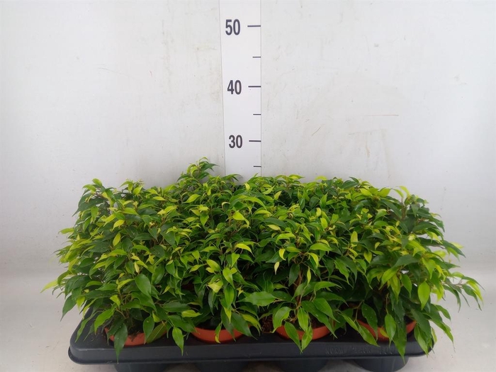 <h4>Ficus benja. 'Green Kinky'</h4>