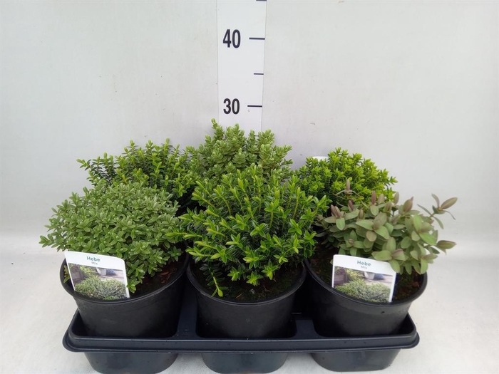 <h4>Hebe   ...mix</h4>